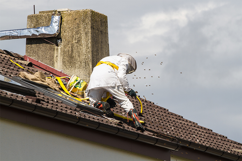 Bee Pest Control in Salford Greater Manchester